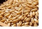 Seeds